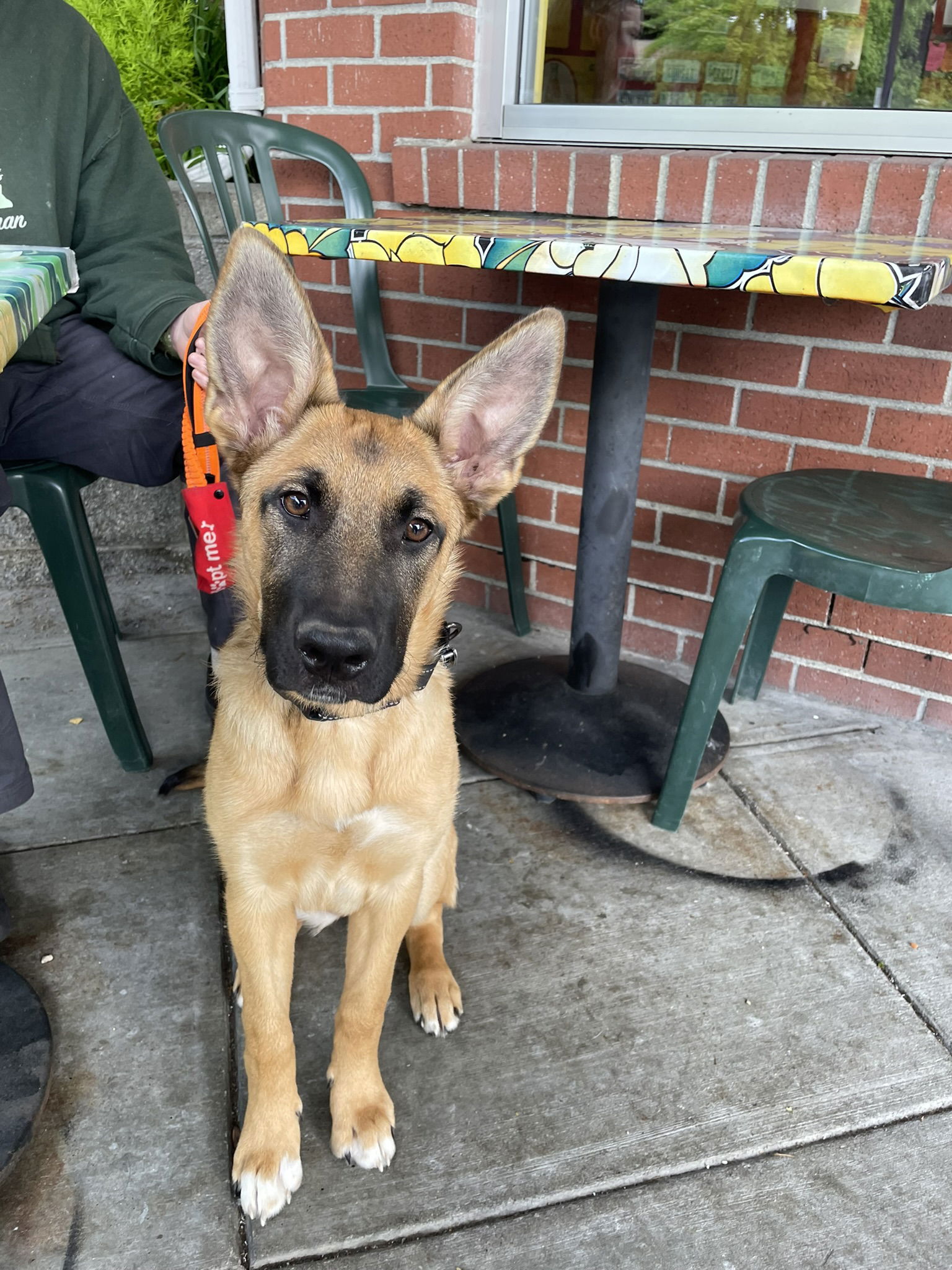 adoptable Dog in Seattle, WA named Maddy