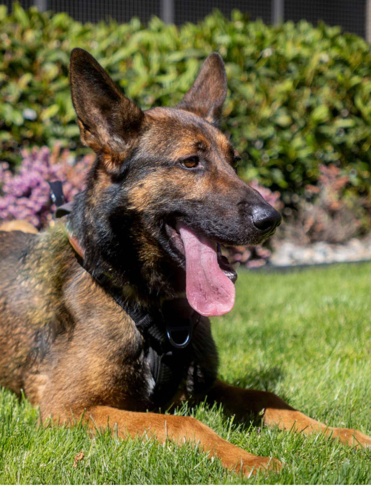 adoptable Dog in Seattle, WA named Bex