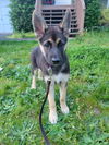 Talia