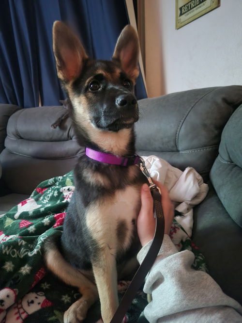 Talia