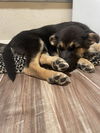 Tavish