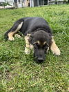 Tavish