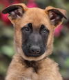 Lulu Von Xena