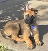 Lulu Von Xena