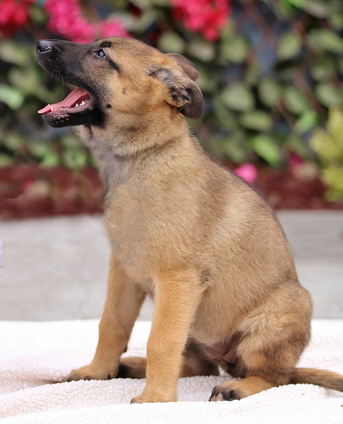 Honey Von Xena