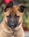 Honey Von Xena