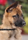 Honey Von Xena