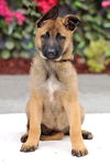 Honey Von Xena