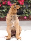 Nova Von Xena