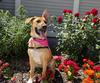 adoptable Dog in  named Avery