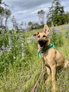 adoptable Dog in  named Everly