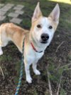 adoptable Dog in aurora, IL named Burton