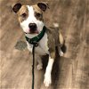adoptable Dog in , IL named Jinx
