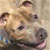 adoptable Dog in aurora, IL named Snickers