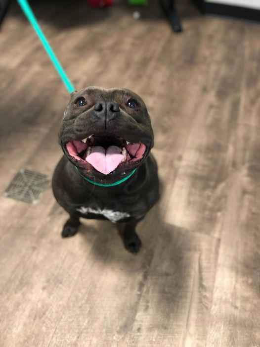 Dog for Adoption Clove, a American Pit Bull Terrier in Preston