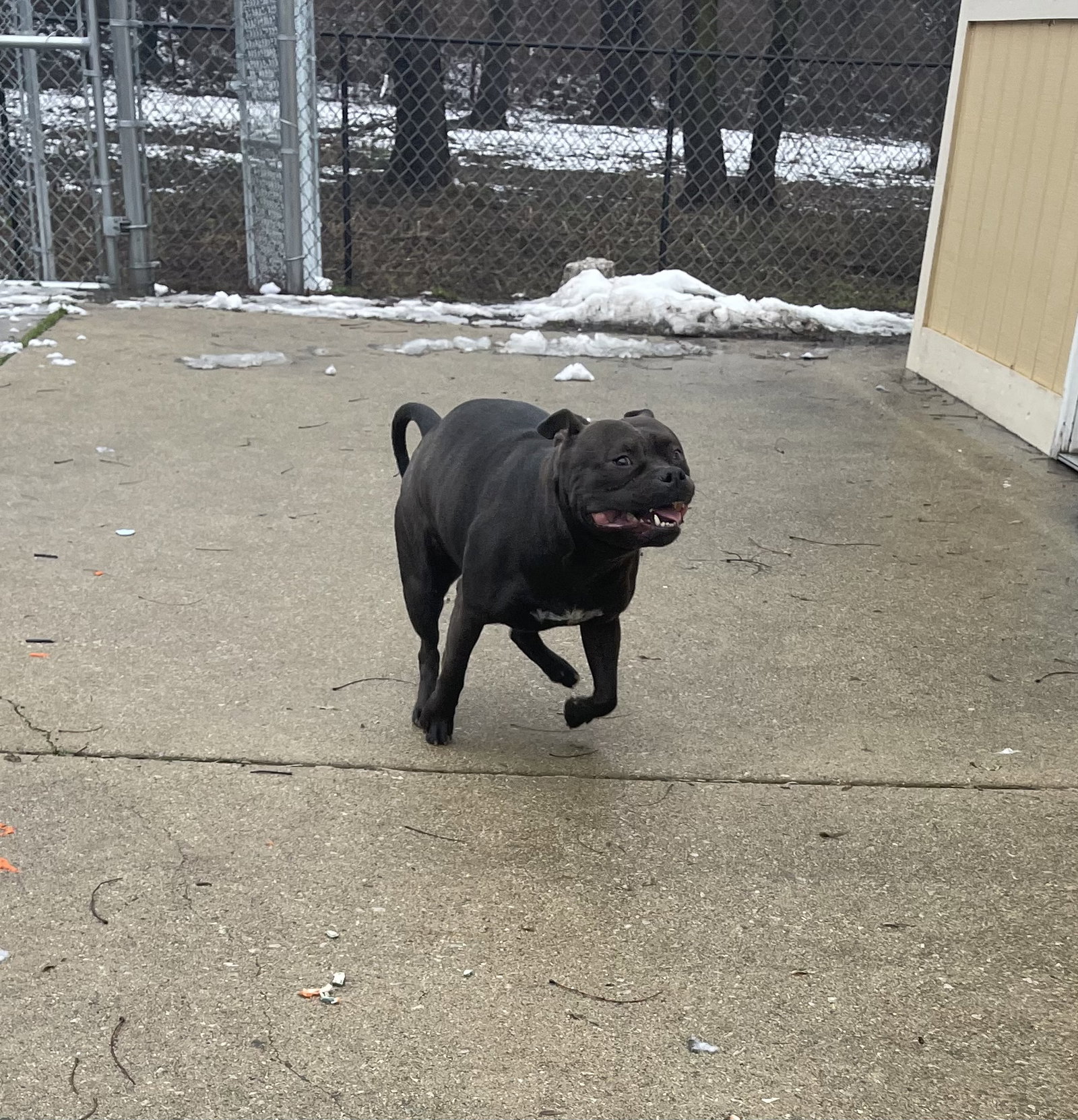Dog for Adoption Clove, a American Pit Bull Terrier in Preston