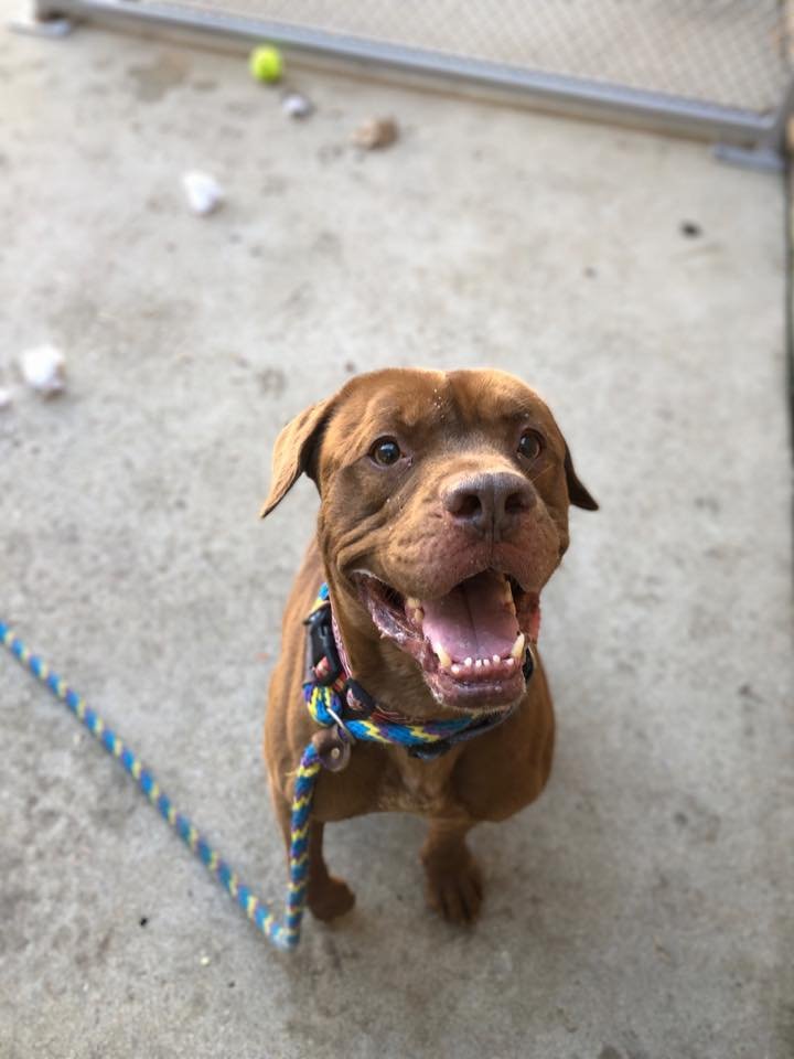 adoptable Dog in Aurora, IL named Yeti