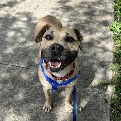 adoptable Dog in Aurora, IL named Cider