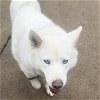 adoptable Dog in aurora, IL named Luna