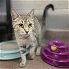 adoptable Cat in aurora, IL named Boba