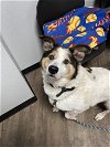 adoptable Dog in aurora, IL named Tail Heart