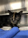 adoptable Cat in aurora, IL named Brook