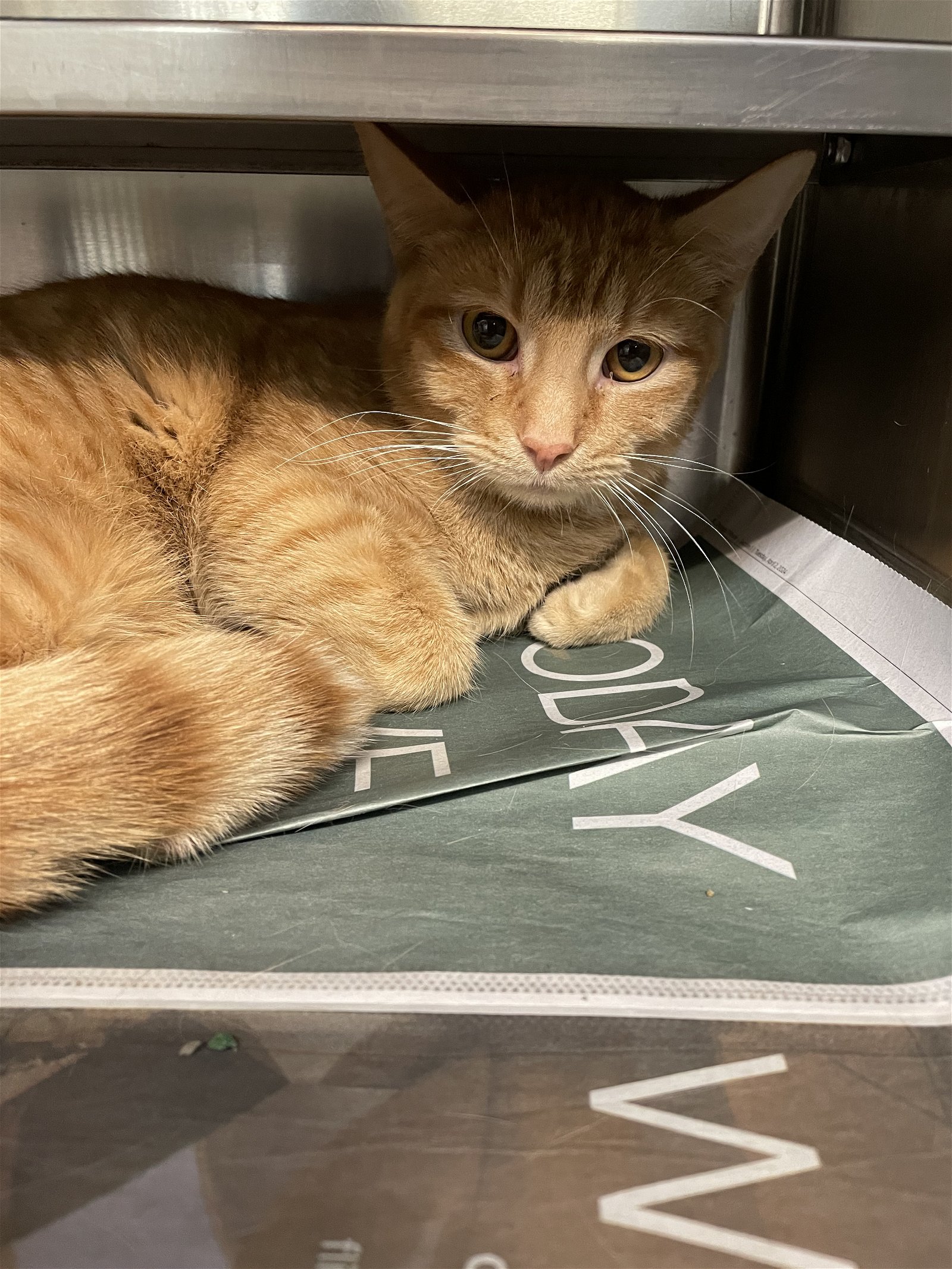 adoptable Cat in Aurora, IL named Clifford