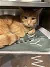 adoptable Cat in aurora, IL named Clifford
