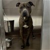 adoptable Dog in , IL named Knox