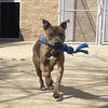 adoptable Dog in Aurora, IL named Knox