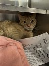 adoptable Cat in aurora, IL named Kumquat
