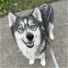 adoptable Dog in aurora, IL named Bella