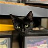 adoptable Cat in  named Tadpole