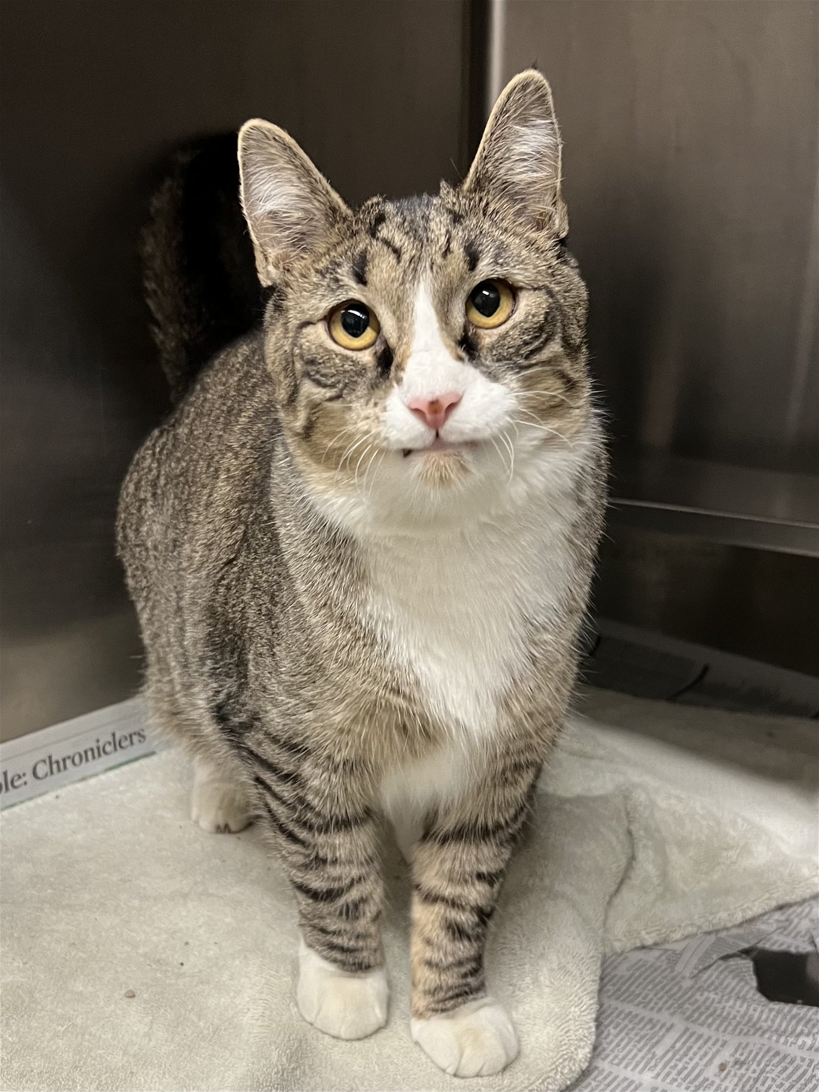 adoptable Cat in Aurora, IL named Judge