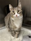 adoptable Cat in  named Judge