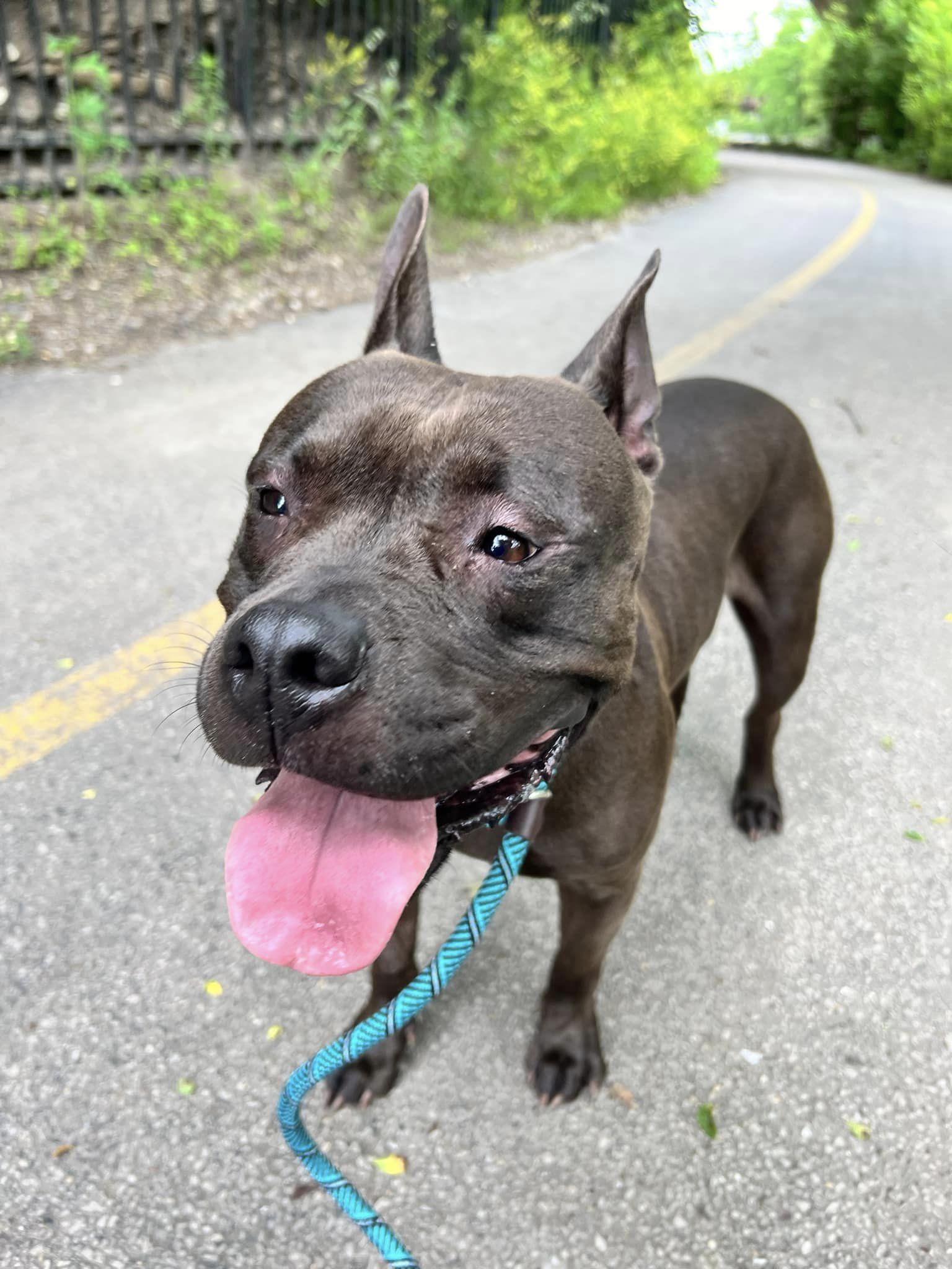 adoptable Dog in Aurora, IL named Shadow