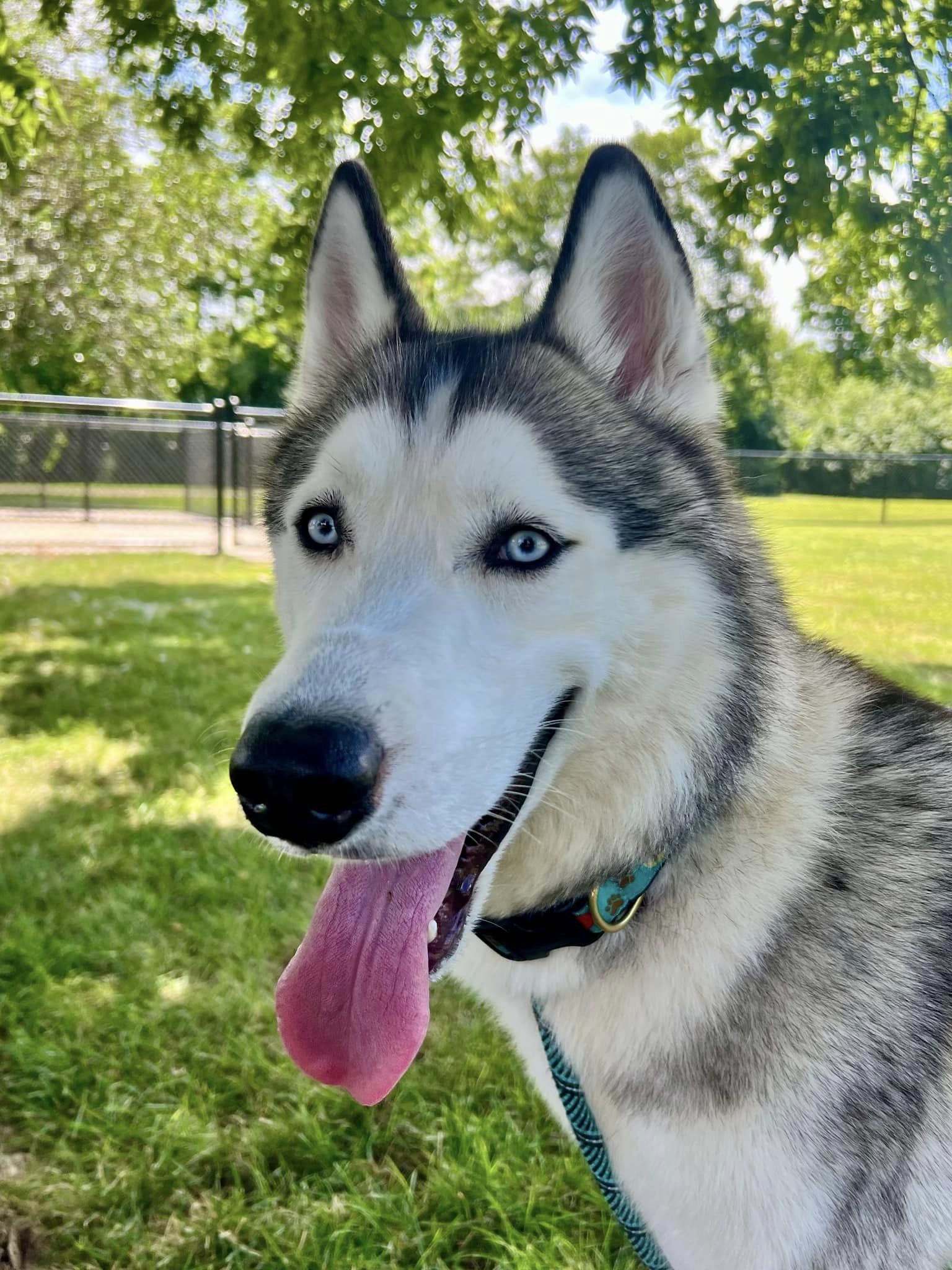 adoptable Dog in Aurora, IL named Cruiser