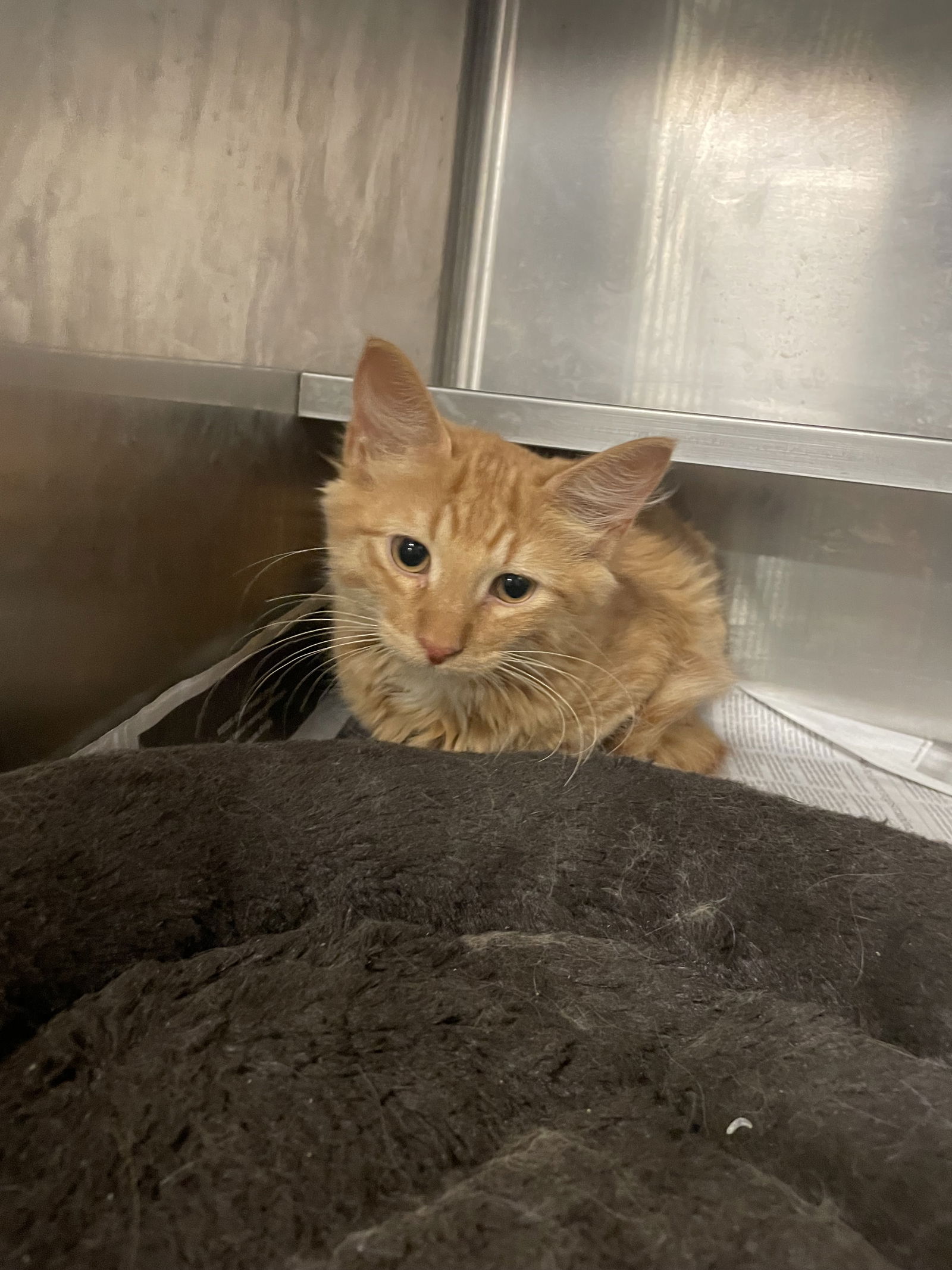 adoptable Cat in Aurora, IL named Yacht