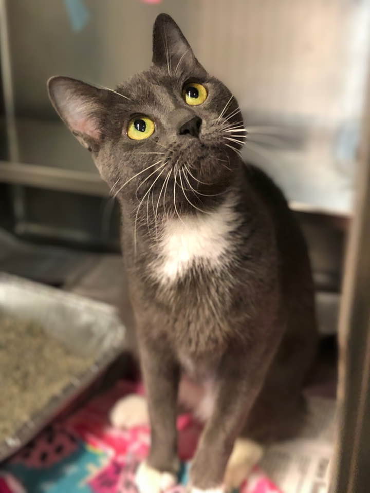 adoptable Cat in Aurora, IL named Sail