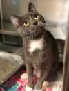 adoptable Cat in Aurora, IL named Sail