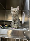 adoptable Cat in Aurora, IL named Aqua