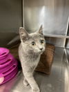 adoptable Cat in , IL named Meadow