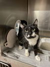 adoptable Cat in , IL named Felix