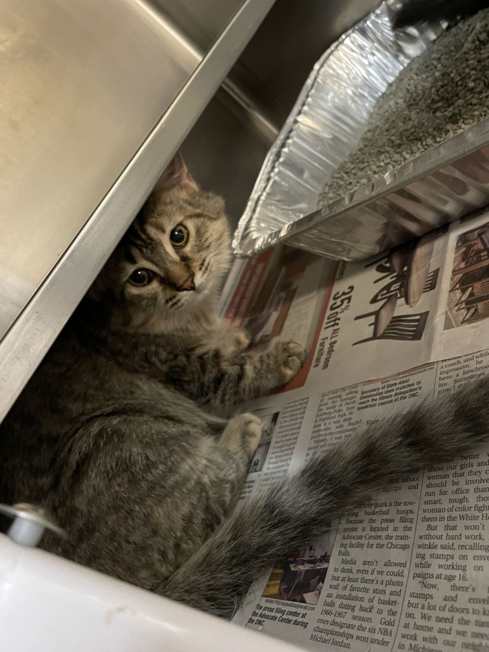 adoptable Cat in Aurora, IL named Isle