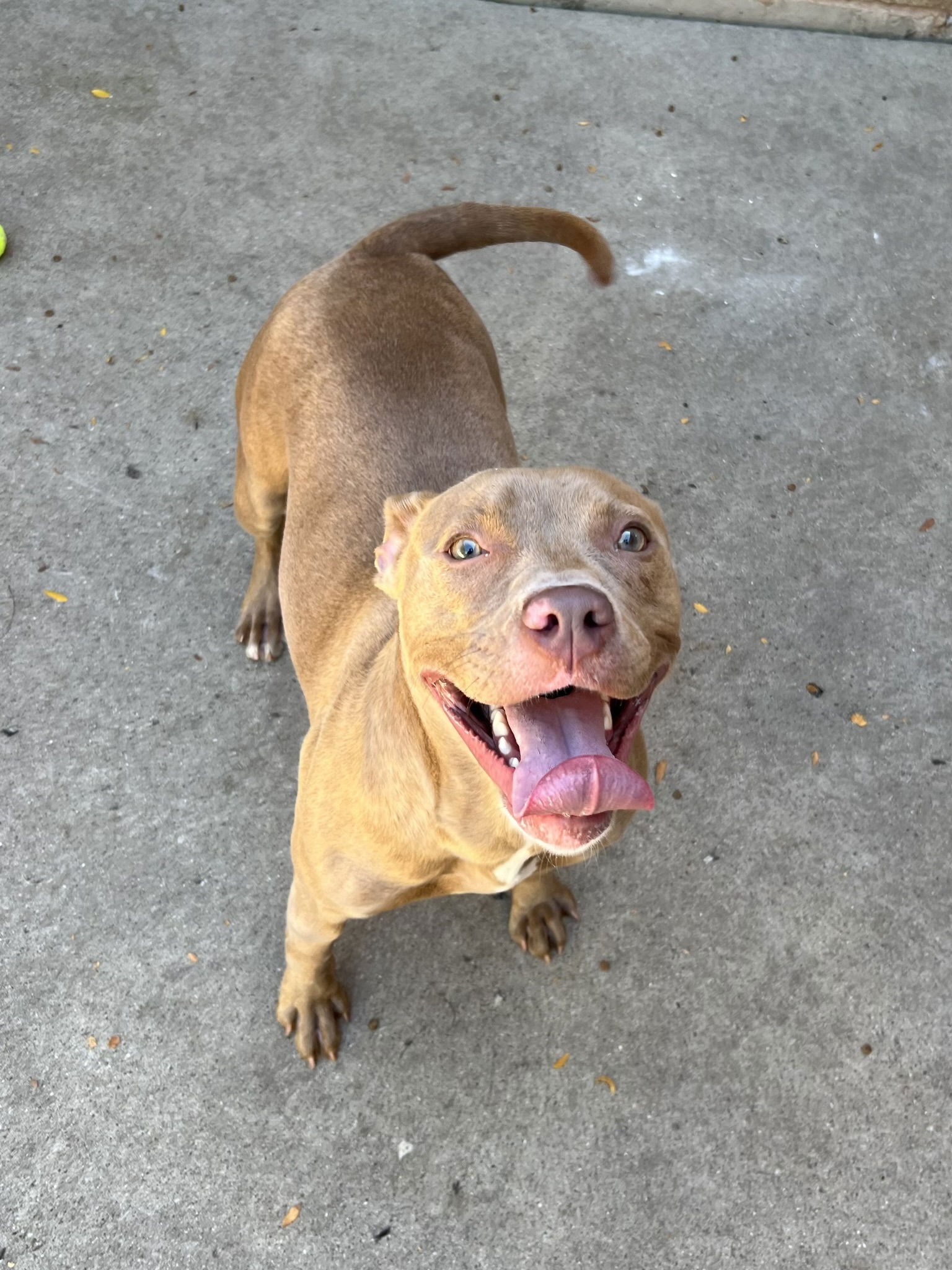 adoptable Dog in Aurora, IL named Nancy