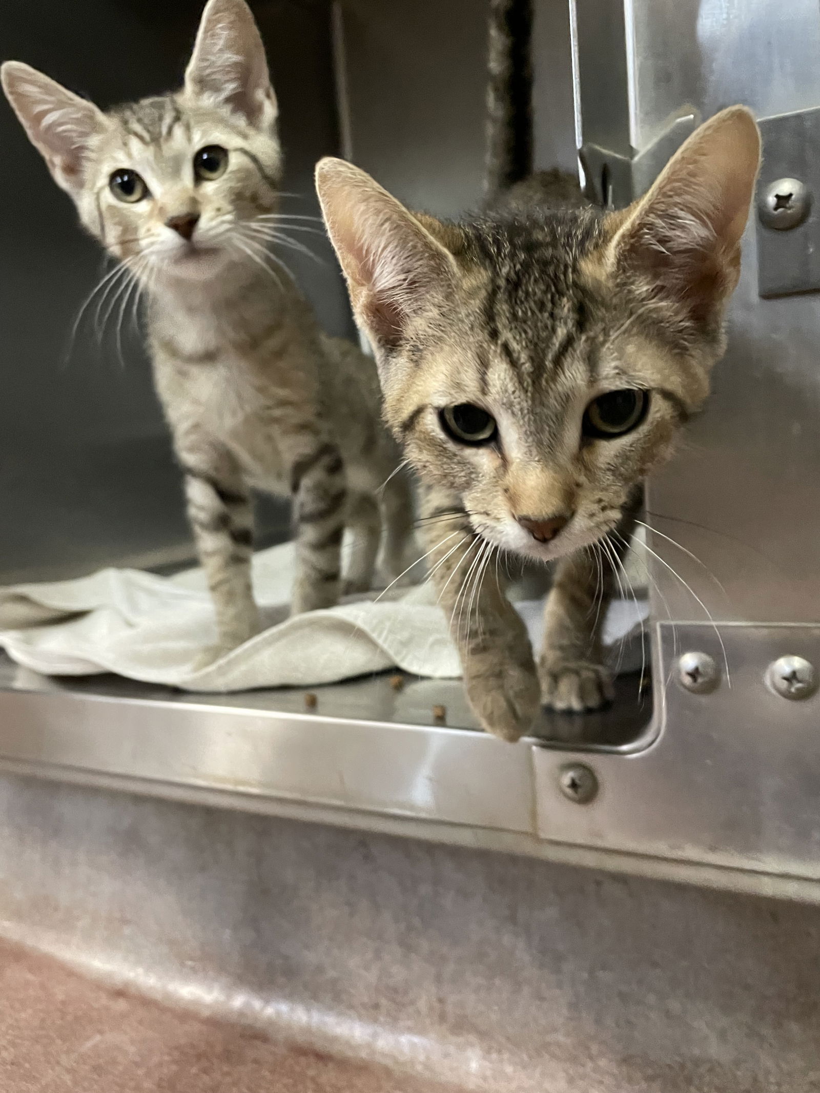 adoptable Cat in Aurora, IL named Holden