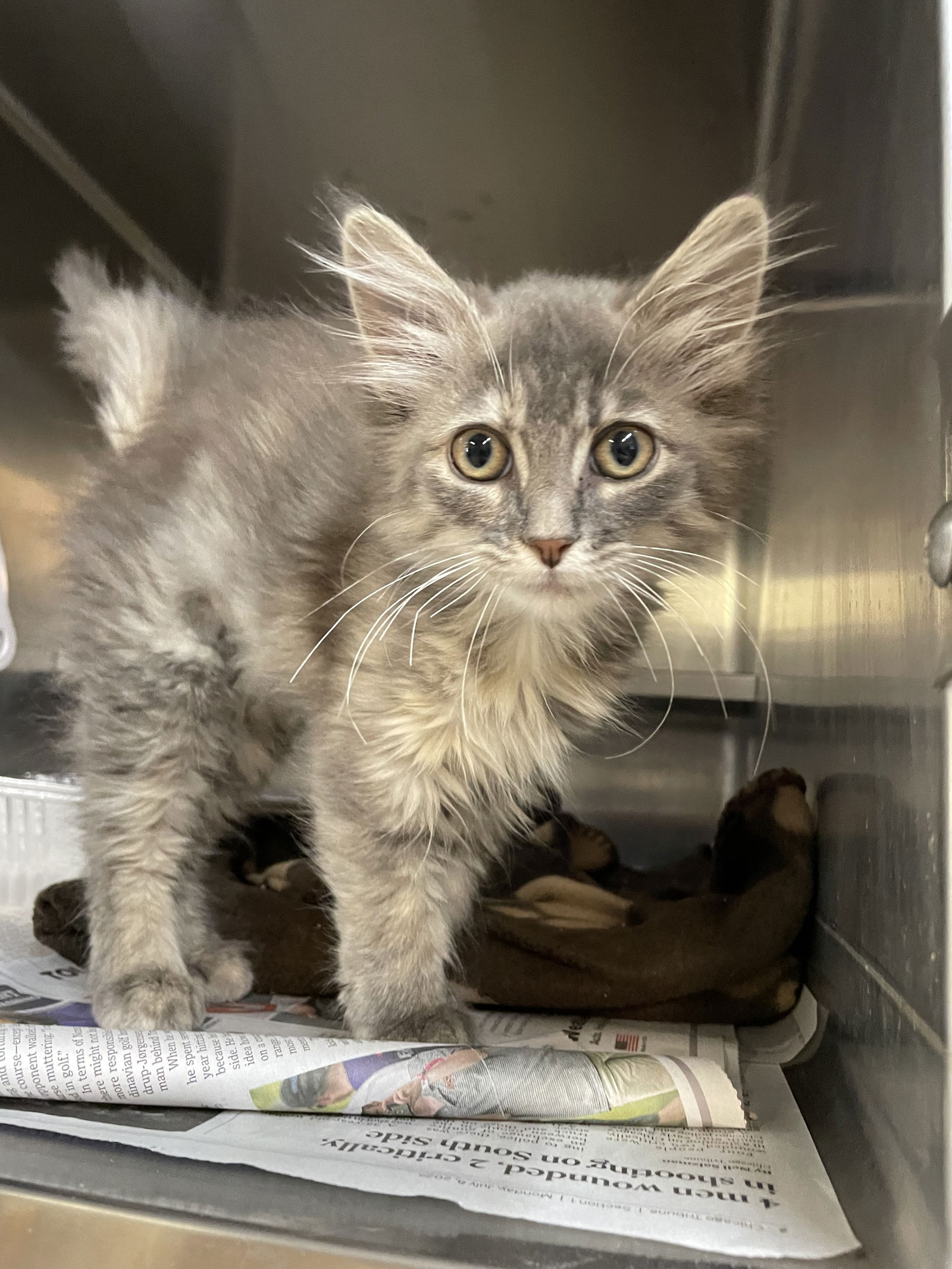 adoptable Cat in Aurora, IL named Truffles