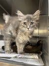 adoptable Cat in Aurora, IL named Truffles