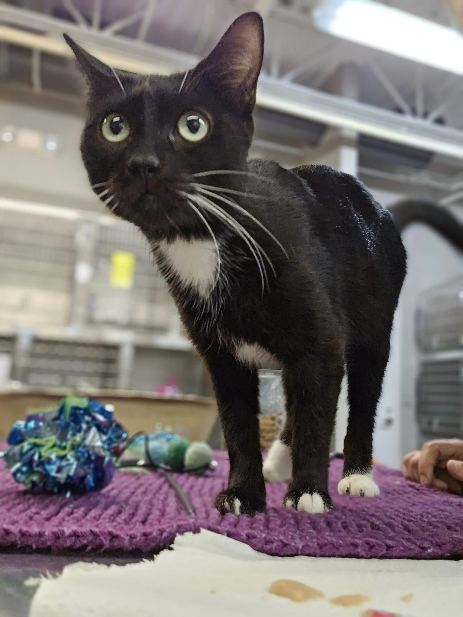 adoptable Cat in Aurora, IL named Launch