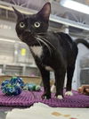 adoptable Cat in Aurora, IL named Launch